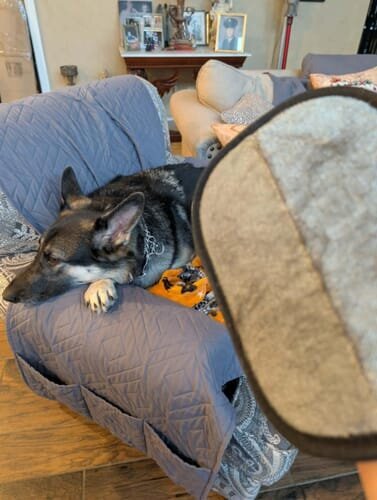 Photo from Ariana’s SoftPaw review