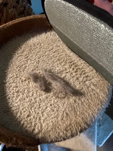 Photo from Camila’s SoftPaw review