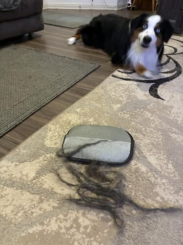 Photo from Grant’s SoftPaw review
