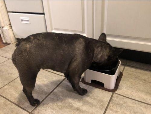 Ceramics Bowl for Frenchies (WS41)