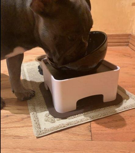 Ceramics Bowl for Frenchies (WS41)