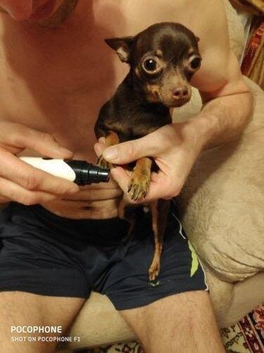 NAILIFY™ French Bulldog NAIL GRINDER (WS55)