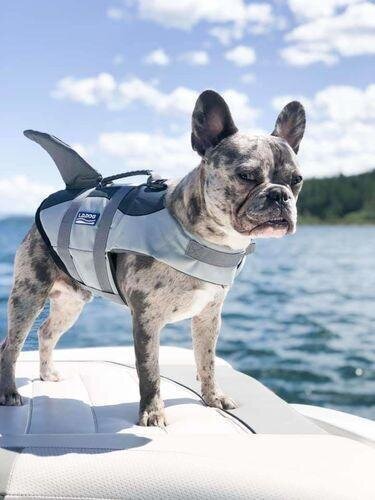Jacket Swimwear for French bulldogs : Shark life vest (WS57)