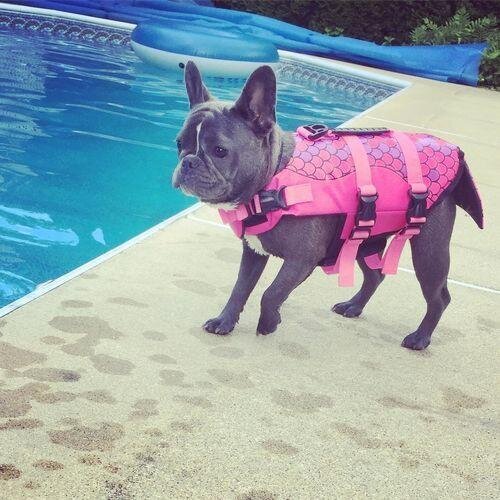 Jacket Swimwear for French bulldogs : Shark life vest (WS57)