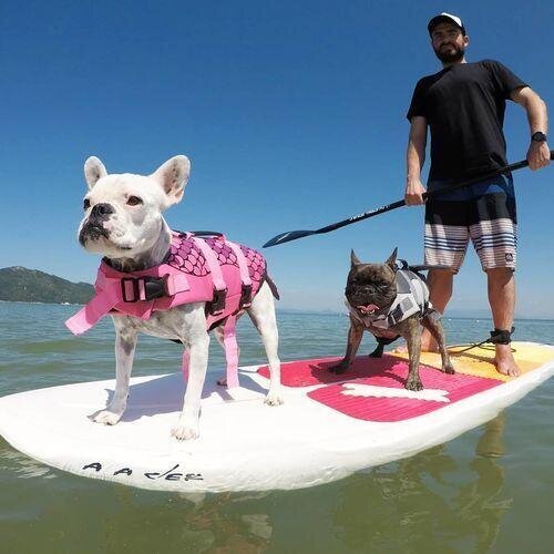 Jacket Swimwear for French bulldogs : Shark life vest (WS57)