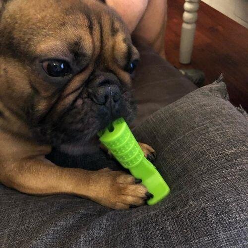 World's Most Effective Frenchie Toothbrush (WS06)