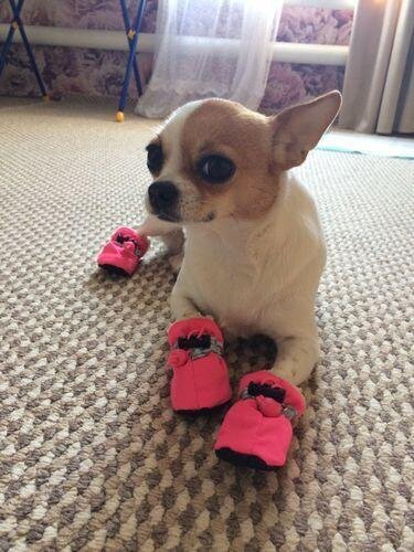 Warm Boots for frenchies (WS029)