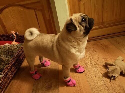 Warm Boots for frenchies (WS029)