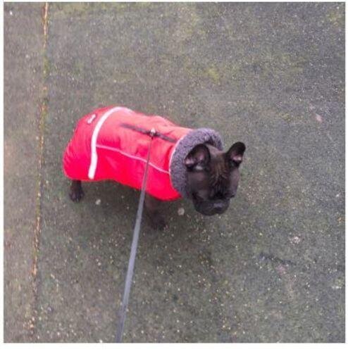 Warm Coat for frenchie (CS1)