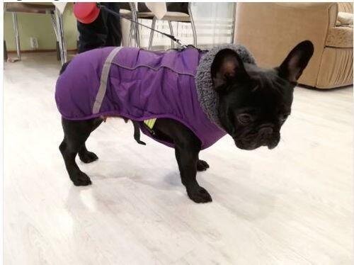 Warm Coat for frenchie (CS1)