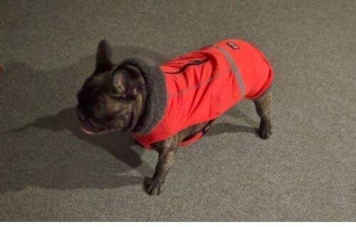 Warm Coat for frenchie (CS1)