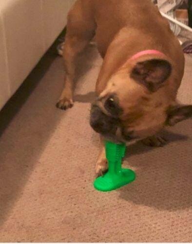 World's Most Effective Frenchie Toothbrush (WS06)