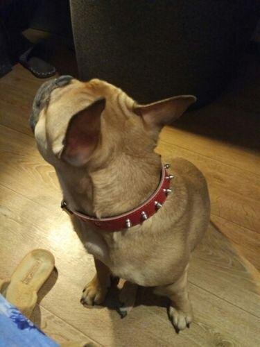 Adjustable Collars (WS61)