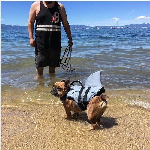 Jacket Swimwear for French bulldogs : Shark life vest (WS57)