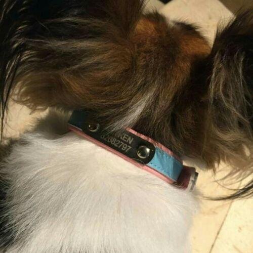 Custom  Frenchie Collar