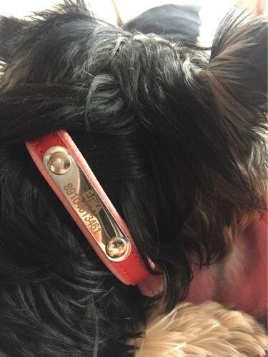 Custom  Frenchie Collar