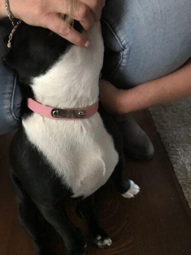 Custom  Frenchie Collar