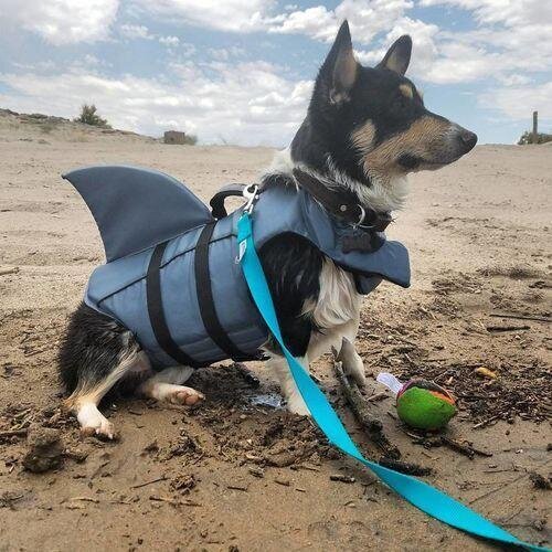 Jacket Swimwear for French bulldogs : Shark life vest (WS57)
