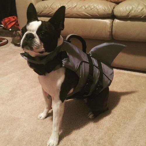 Jacket Swimwear for French bulldogs : Shark life vest (WS57)