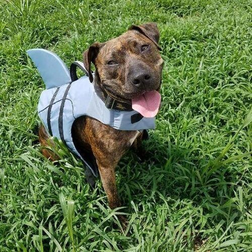 Jacket Swimwear for French bulldogs : Shark life vest (WS57)