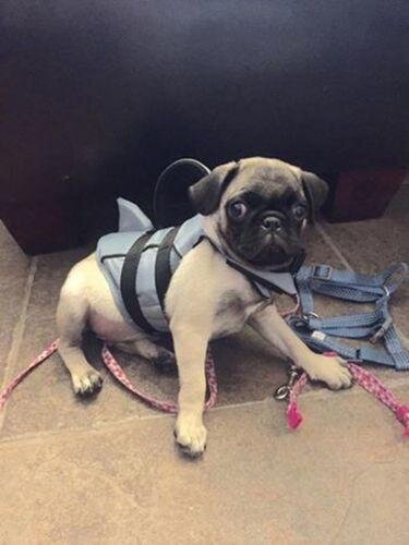 Jacket Swimwear for French bulldogs : Shark life vest (WS57)