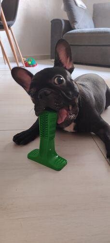 World's Most Effective Frenchie Toothbrush (WS06)