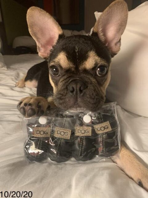Warm french bulldog Boots (CS030)