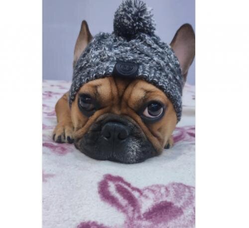 Windproof Woolen Winter Cap for French Bulldog (WS312)