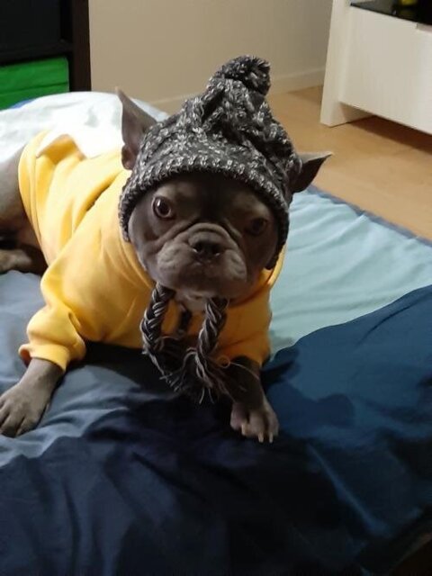 Windproof Woolen Winter Cap for French Bulldog (WS312)