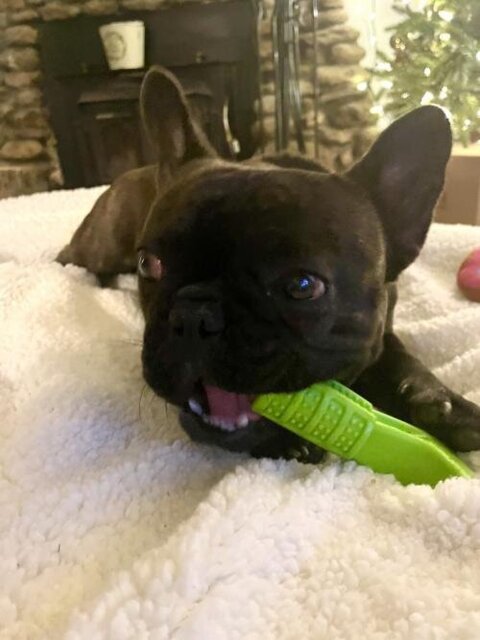 World's Most Effective Frenchie Toothbrush (WS06)