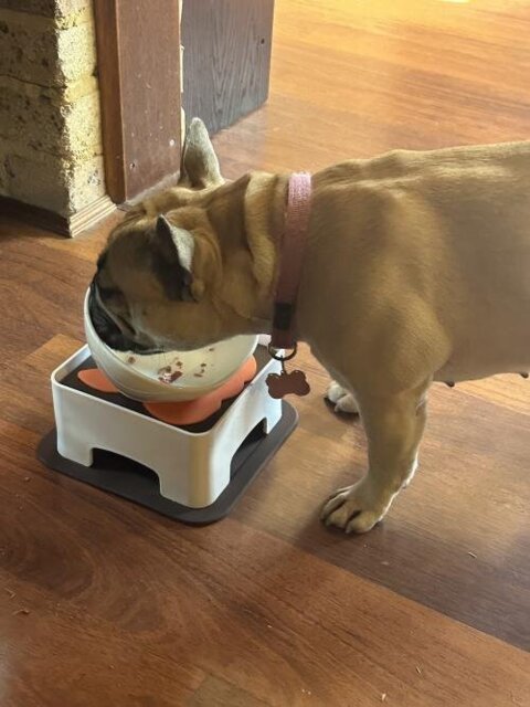 Ceramics Bowl for Frenchies (WS41)