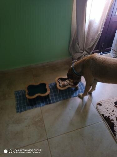 BoneSecure Frenchie Bowl Anti-Overturning Ceramic Bowl in Bone Shape
