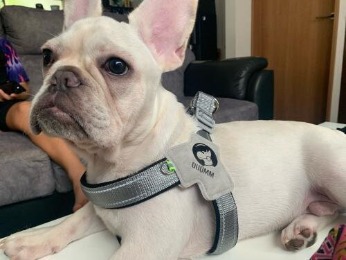 LightLatch No pull Frenchie Reflective Harness