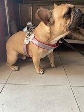 LightLatch No pull Frenchie Reflective Harness