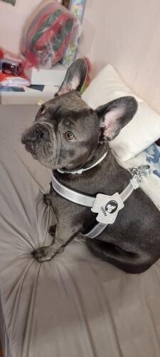 LightLatch No pull Frenchie Reflective Harness
