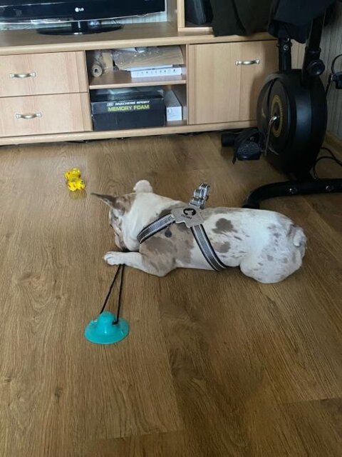 LightLatch No pull Frenchie Reflective Harness