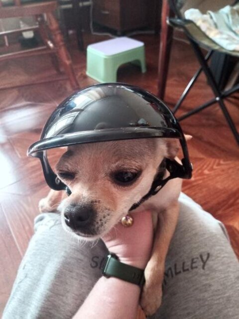 Ultimate Frenchie Protection Helmet