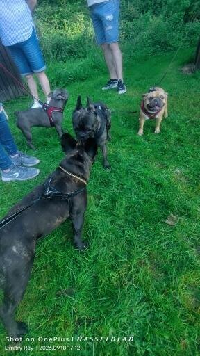 LightLatch No pull Frenchie Reflective Harness