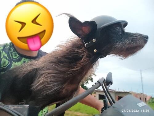 Ultimate Frenchie Protection Helmet