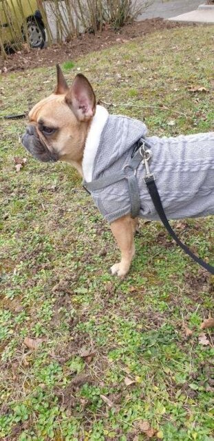 Warm Sweater for French Bulldog  (CS10)