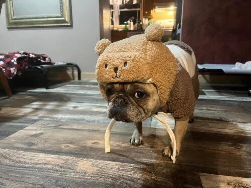 Wool Wonders Frenchie Adorable Winter Hat with Earflaps & Cozy Wool