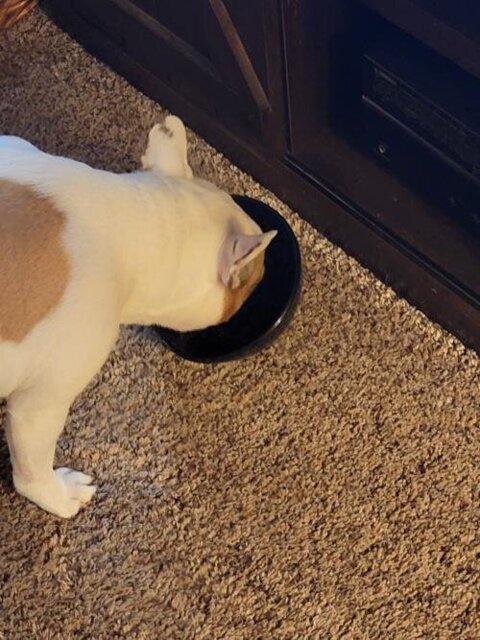 Ceramics Bowl for Frenchies (WS41)