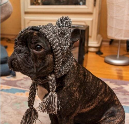 Windproof Woolen Winter Cap for French Bulldog (WS312)