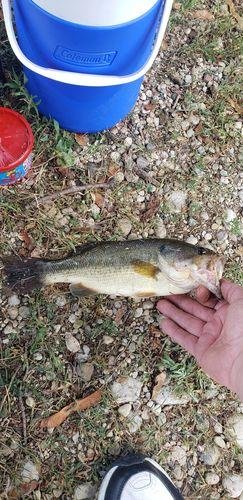 5pk of 7 Segment Lifelike Crankbaits