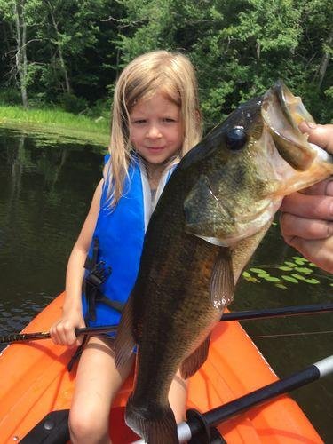 5pk of 7 Segment Lifelike Crankbaits