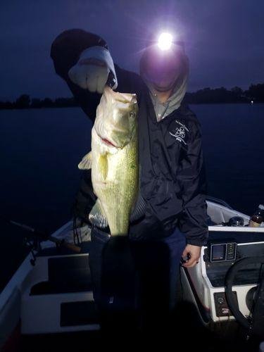 5pk of 7 Segment Lifelike Crankbaits