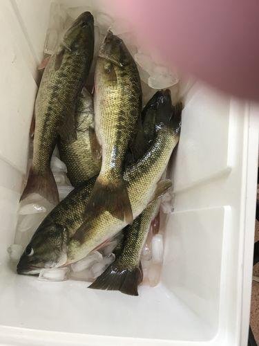 5pk of 7 Segment Lifelike Crankbaits