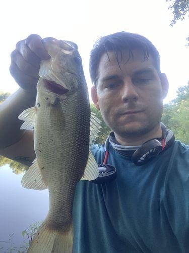 5pk of 7 Segment Lifelike Crankbaits