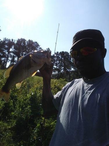 5pk of 7 Segment Lifelike Crankbaits