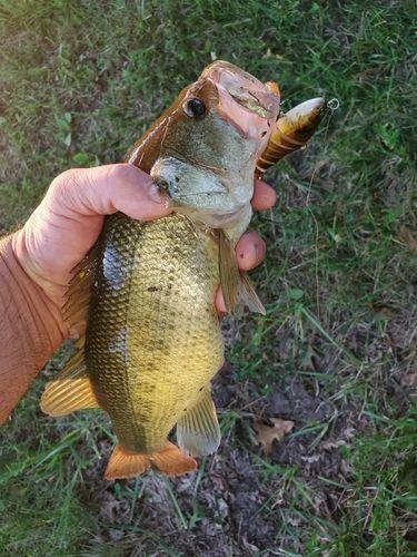 5pk of 7 Segment Lifelike Crankbaits